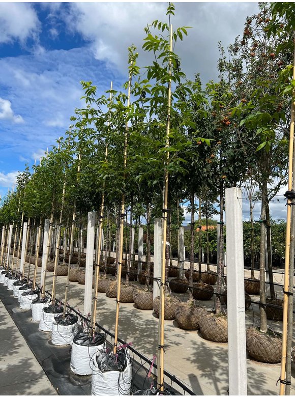 Pekannussbaum | Carya illinoinensis Pekannussbaum | Carya illinoinensis