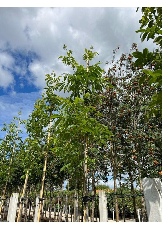 Pekannussbaum | Carya illinoinensis