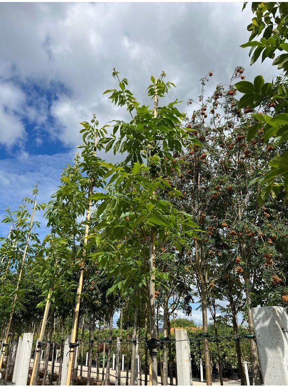 Pekannussbaum | Carya illinoinensis Pekannussbaum | Carya illinoinensis