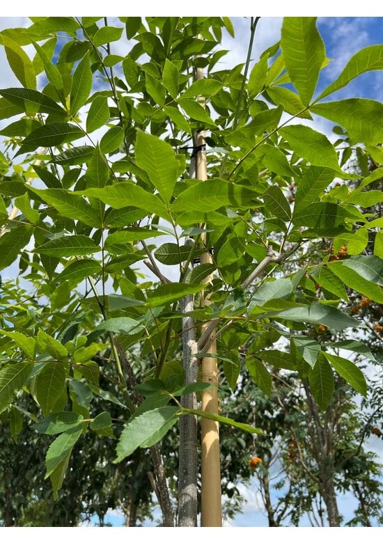 Pekannussbaum | Carya illinoinensis