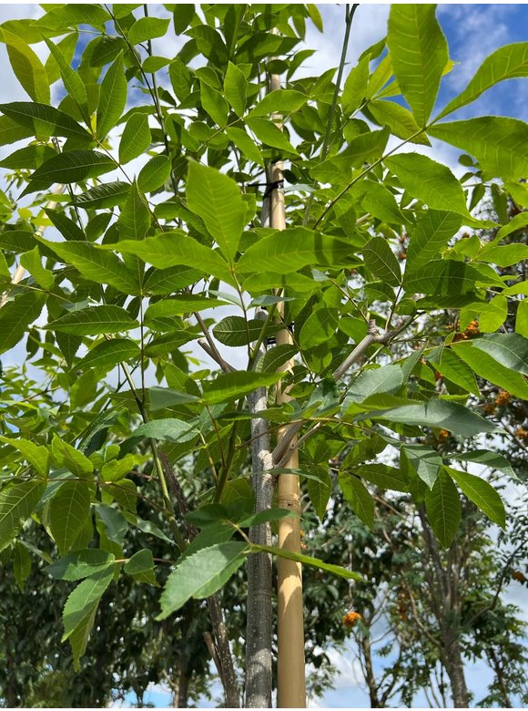 Pekannussbaum | Carya illinoinensis Pekannussbaum | Carya illinoinensis