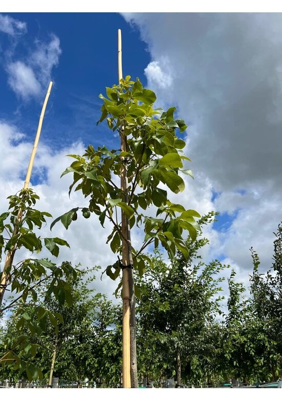Schindelborkige Hickorynuss | Carya ovata