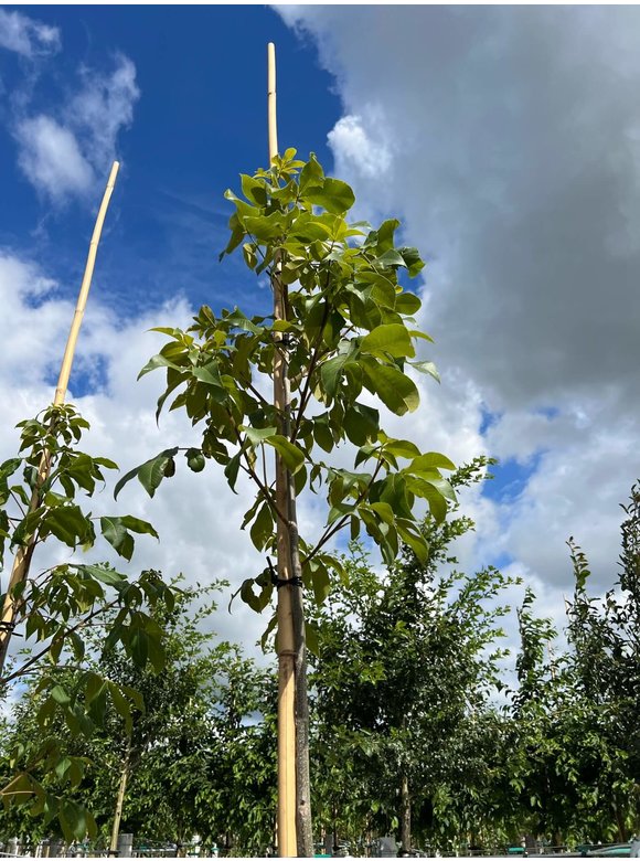 Schindelborkige Hickorynuss | Carya ovata Schindelborkige Hickorynuss | Carya ovata