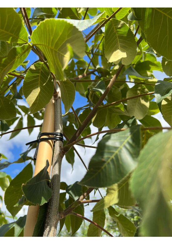 Schindelborkige Hickorynuss | Carya ovata