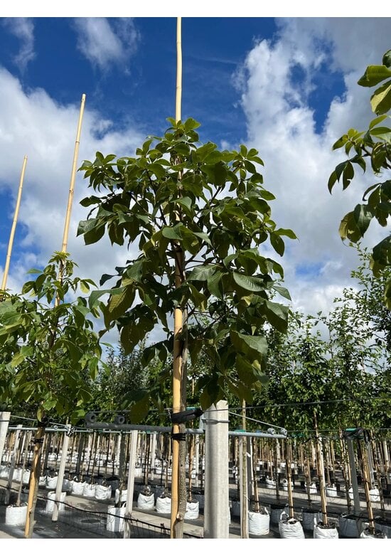 Schindelborkige Hickorynuss | Carya ovata