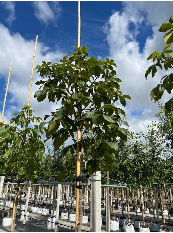 Schindelborkige Hickorynuss | Carya ovata Schindelborkige Hickorynuss | Carya ovata