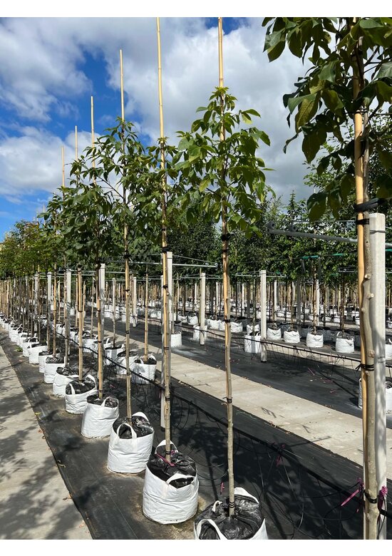 Schindelborkige Hickorynuss | Carya ovata