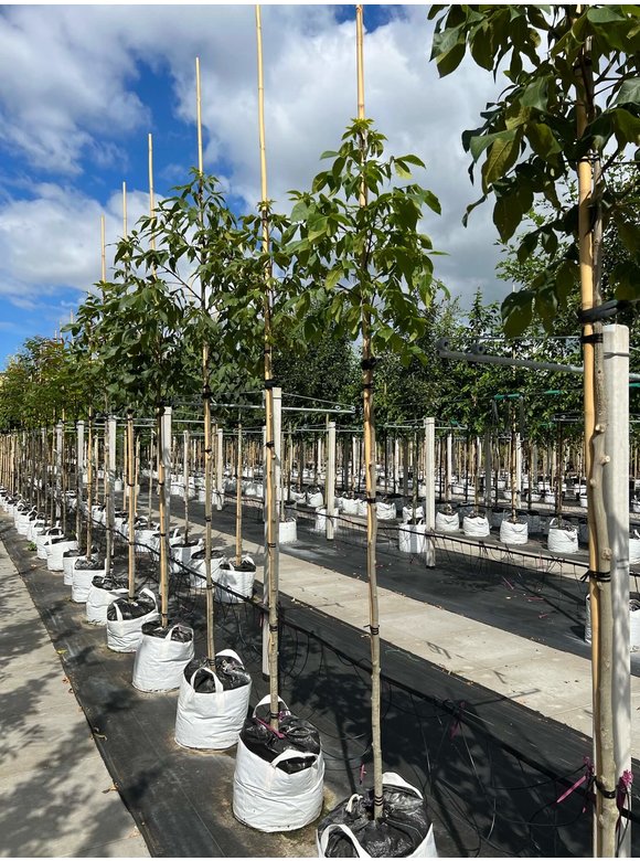 Schindelborkige Hickorynuss | Carya ovata Schindelborkige Hickorynuss | Carya ovata