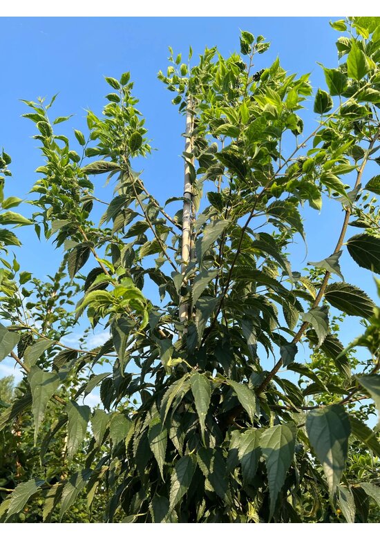 Zürgelbaum | Celtis australis