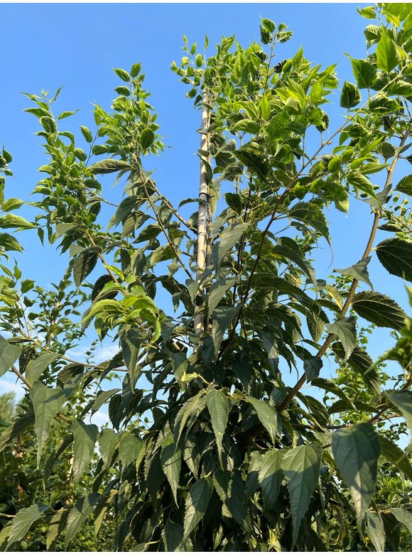Europäischer Zürgelbaum - Südlicher Zürgelbaum | Celtis australis Europäischer Zürgelbaum - Südlicher Zürgelbaum | Celtis australis