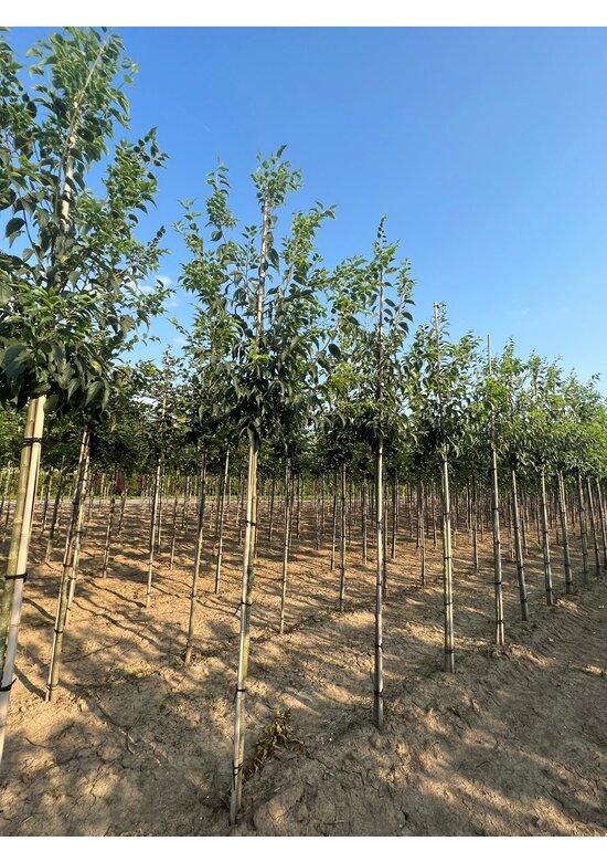Zürgelbaum - Südlicher Zürgelbaum | Celtis australis
