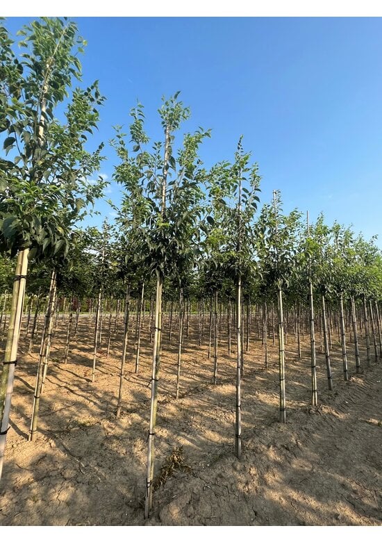 Zürgelbaum | Celtis australis