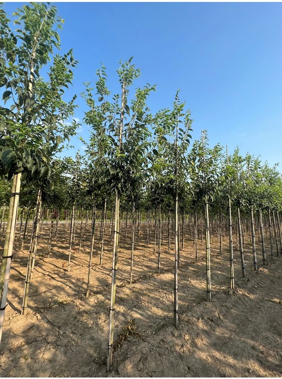 Europäischer Zürgelbaum - Südlicher Zürgelbaum | Celtis australis Europäischer Zürgelbaum - Südlicher Zürgelbaum | Celtis australis