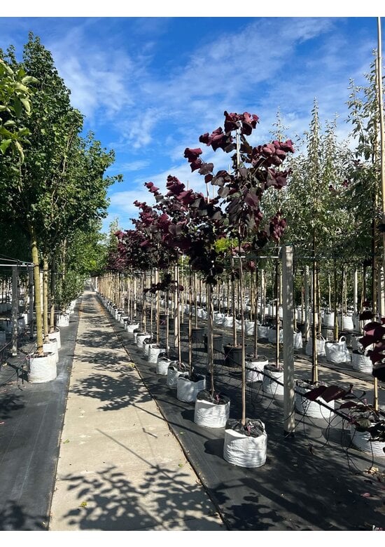 Kanadischer Judasbaum 'Forest Pansy' | Cercis canadensis 'Forest Pansy'