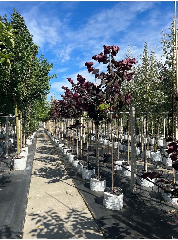 Kanadischer Judasbaum 'Forest Pansy' | Cercis canadensis 'Forest Pansy' Kanadischer Judasbaum 'Forest Pansy' | Cercis canadensis 'Forest Pansy'