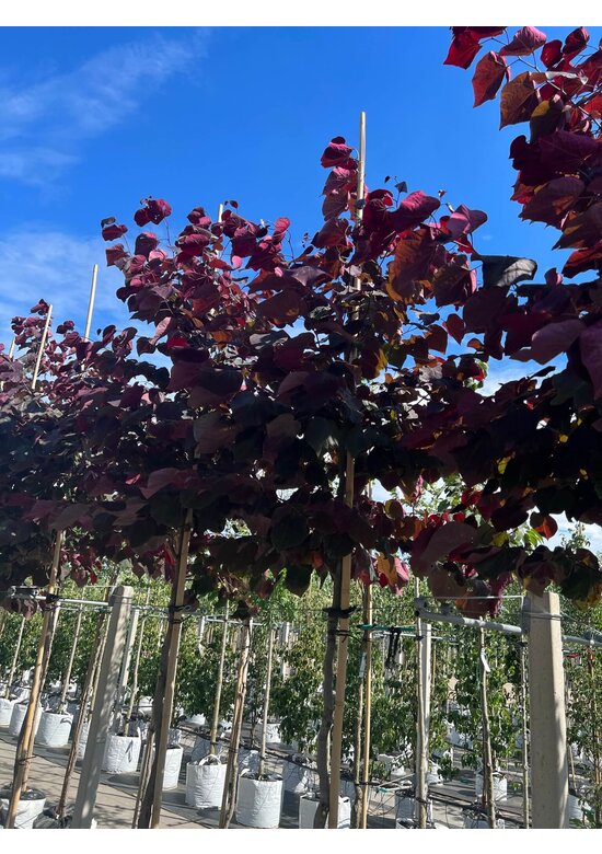 Judasbaum 'Forest Pansy' Hochstamm | Cercis canadensis 'Forest Pansy'