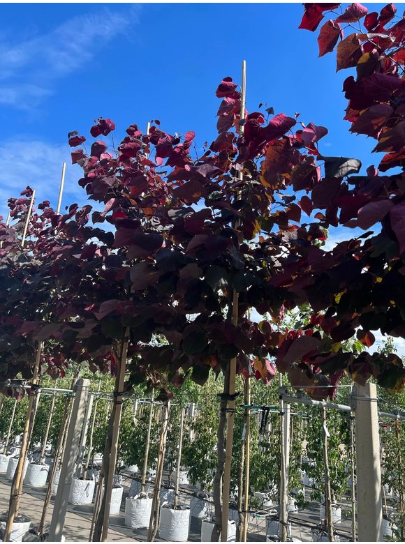 Kanadischer Judasbaum 'Forest Pansy' | Cercis canadensis 'Forest Pansy' Kanadischer Judasbaum 'Forest Pansy' | Cercis canadensis 'Forest Pansy'