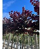 Judasbaum 'Forest Pansy' Hochstamm | Cercis canadensis 'Forest Pansy'