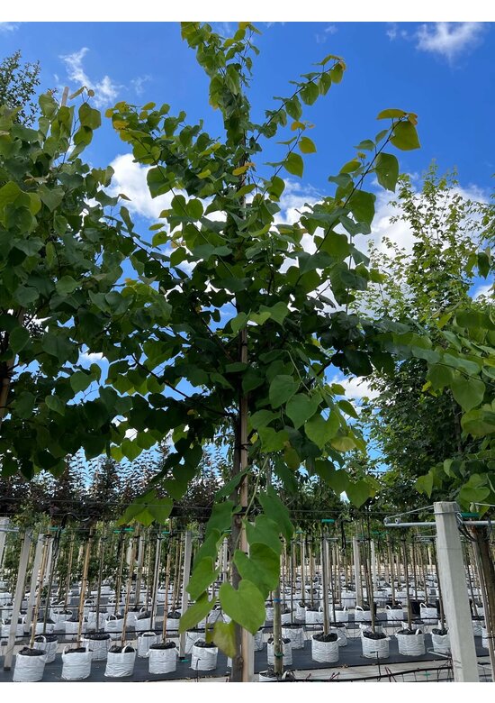 Kanadischer Judasbaum | Cercis canadensis