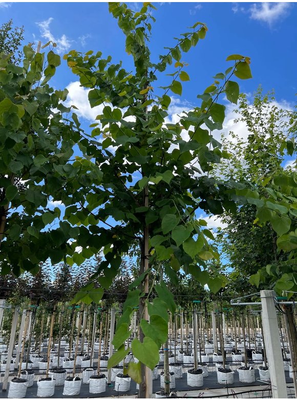 Kanadischer Judasbaum | Cercis canadensis Kanadischer Judasbaum | Cercis canadensis