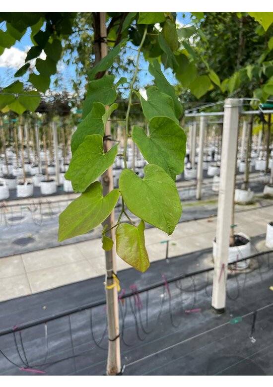 Kanadischer Judasbaum | Cercis canadensis