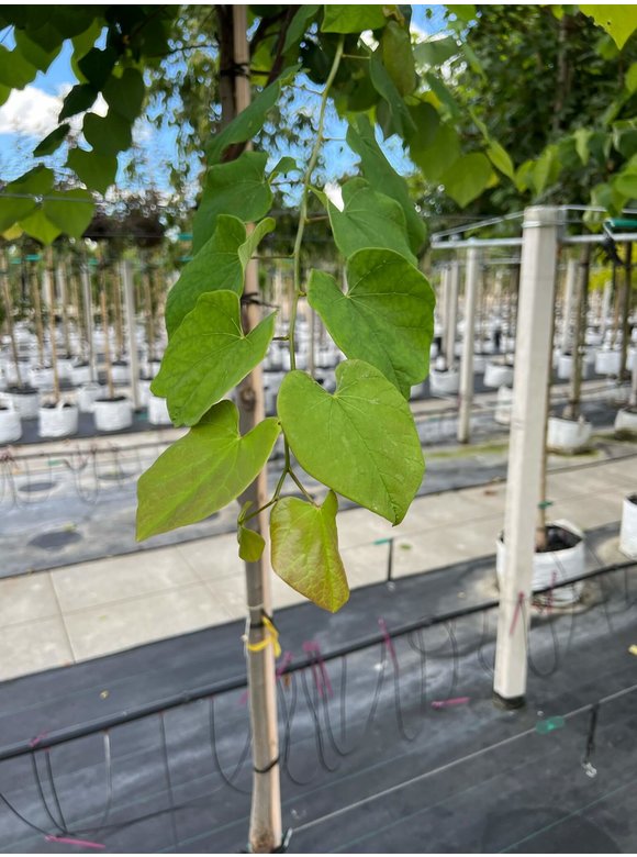 Kanadischer Judasbaum | Cercis canadensis Kanadischer Judasbaum | Cercis canadensis