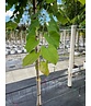 Kanadischer Judasbaum | Cercis canadensis