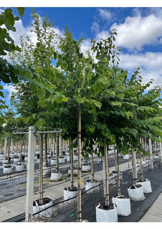 Kanadischer Judasbaum | Cercis canadensis