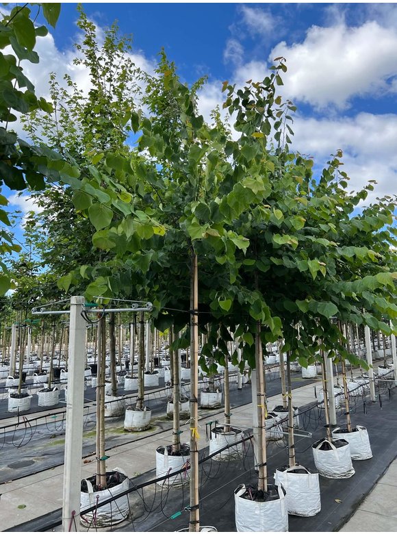 Kanadischer Judasbaum | Cercis canadensis Kanadischer Judasbaum | Cercis canadensis