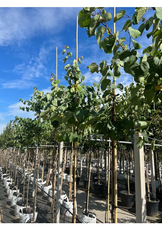 Gewönliche Judasbaum | Cercis siliquastrum