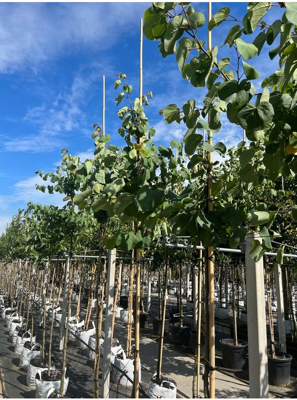 Gewönliche Judasbaum | Cercis siliquastrum Gewönliche Judasbaum | Cercis siliquastrum
