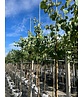 Gewönliche Judasbaum | Cercis siliquastrum