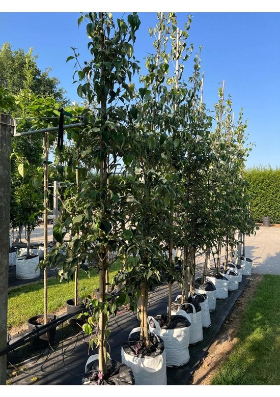 Chinesischer Blumen-Hartriegel 'Weisse Fontaine' - Stammbusch | Cornus kousa 'Weisse Fontaine'