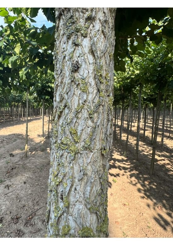 Baumhasel | Corylus colurna