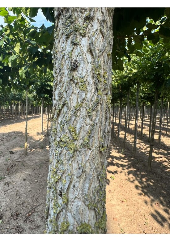 Baumhasel | Corylus colurna