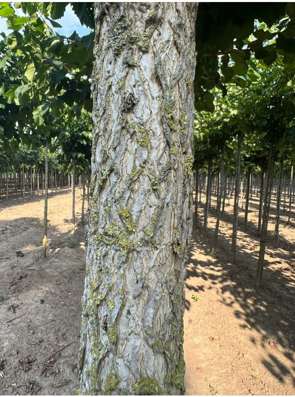 Baumhasel - Türkische Hasel | Corylus colurna Baumhasel - Türkische Hasel | Corylus colurna