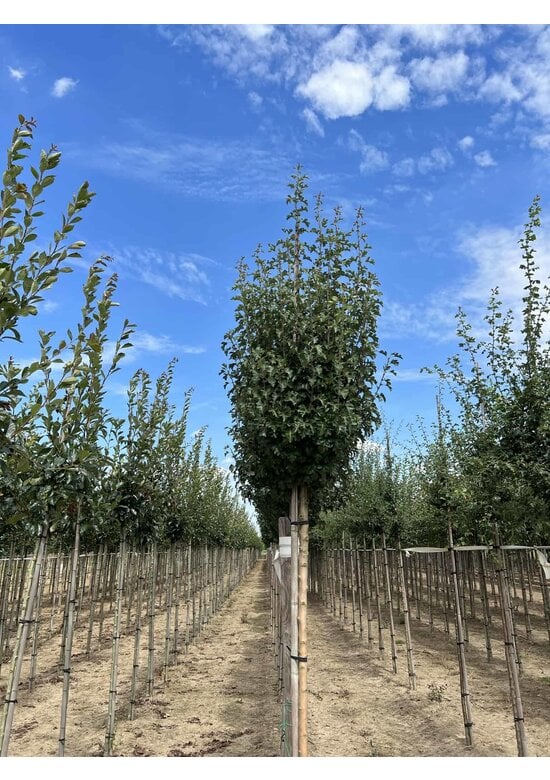 Säulen-Weißdorn 'Stricta' | Crataegus monogyna 'Stricta'