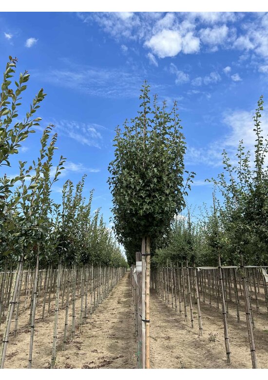 Säulen-Weißdorn 'Stricta' | Crataegus monogyna 'Stricta'