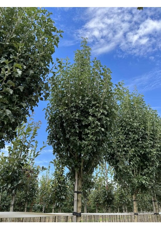 Säulen-Weißdorn 'Stricta' | Crataegus monogyna 'Stricta'