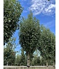 Säulen-Weißdorn 'Stricta' | Crataegus monogyna 'Stricta' Säulen-Weißdorn 'Stricta' | Crataegus monogyna 'Stricta'