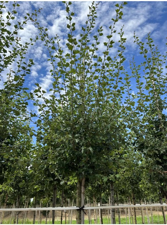 Echter Rotdorn 'Pauls Scarlet' | Crataegus media 'Pauls Scarlet' Echter Rotdorn 'Pauls Scarlet' | Crataegus media 'Pauls Scarlet'