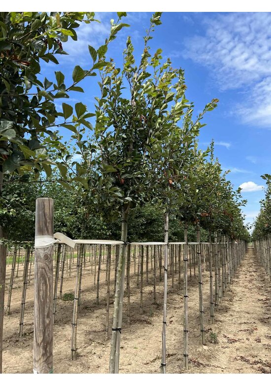 Glanzdorn - Pflaumenblättriger Weißdorn 'Splendens' | Crataegus prunifolia 'Splendens'