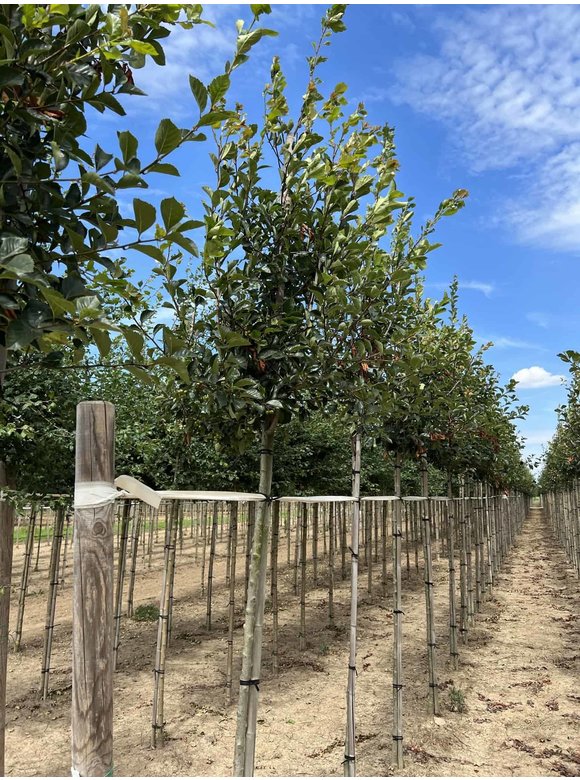 Glanzdorn - Pflaumenblättriger Weißdorn 'Splendens' | Crataegus prunifolia 'Splendens' Glanzdorn - Pflaumenblättriger Weißdorn 'Splendens' | Crataegus prunifolia 'Splendens'