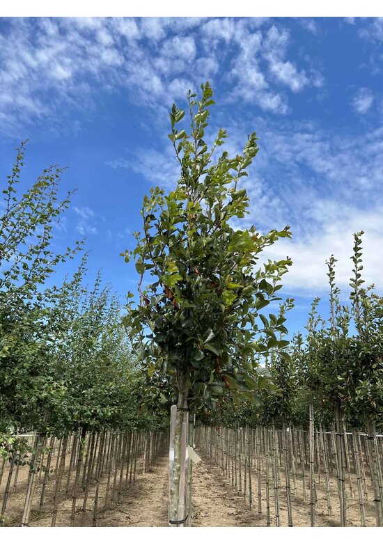 Glanzdorn - Pflaumenblättriger Weißdorn 'Splendens' | Crataegus prunifolia 'Splendens'