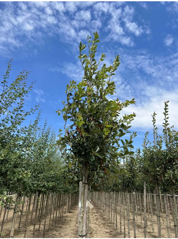 Glanzdorn - Pflaumenblättriger Weißdorn 'Splendens' | Crataegus prunifolia 'Splendens' Glanzdorn - Pflaumenblättriger Weißdorn 'Splendens' | Crataegus prunifolia 'Splendens'