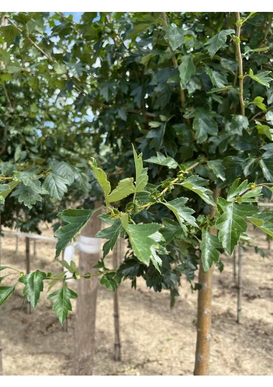 Kanadischer Rotdorn 'Toba' | Crataegus mordenensis 'Toba'