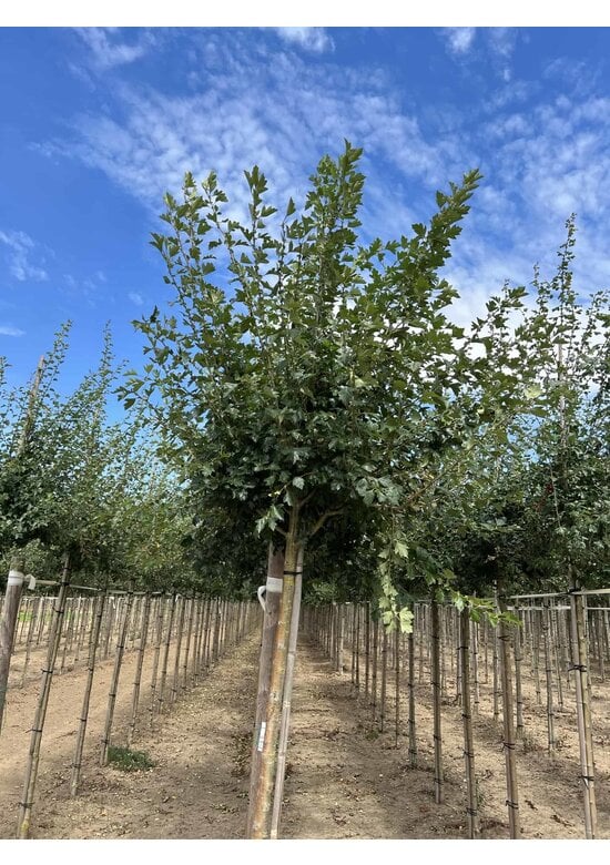 Kanadischer Rotdorn 'Toba' | Crataegus mordenensis 'Toba'