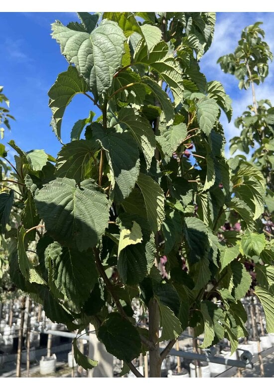 Taschentuchbaum | Davidia involucrata
