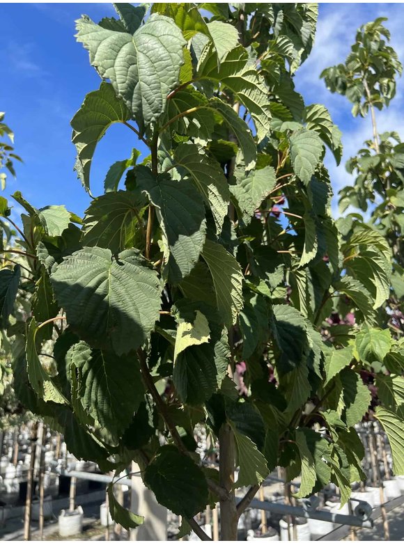 Taschentuchbaum - Taubenbaum | Davidia involucrata Taschentuchbaum - Taubenbaum | Davidia involucrata