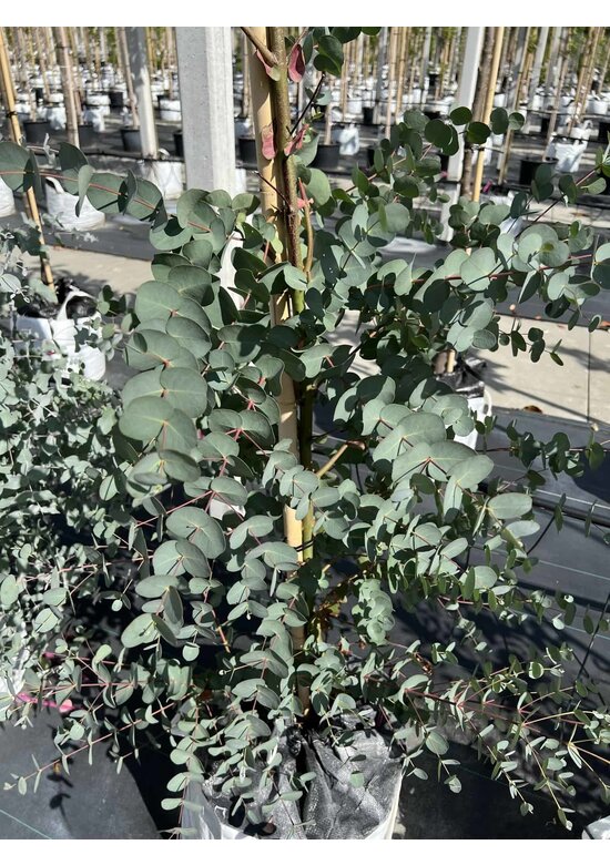 Echter Eukalyptus | Eucalyptus gunnii Echter Eukalyptus | Eucalyptus gunnii